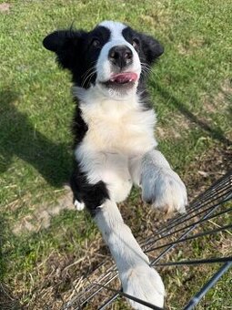 Piesek Border Collie
