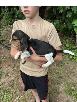 Uroczy szczeniak rasy beagle na sprzedaż