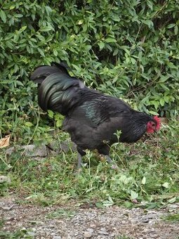 Australorp kogut 20 tygodni