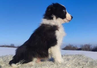 Rasowy BORDER COLLIE z prof. Hodowli, Pies z pełną dok.