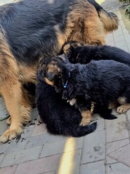 Owczarek niemiecki długowłosy