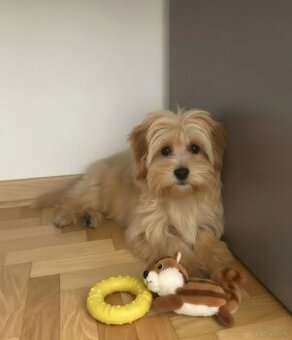Maltipoo śliczna suczka