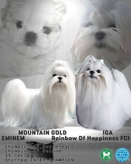 Maltańczyk para hodowlana z rodowodem ZKwP FCI  maltese