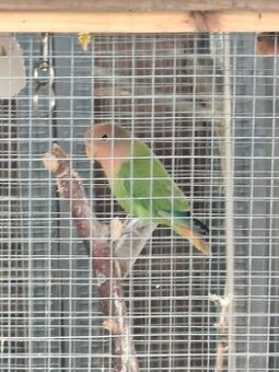 Papugi