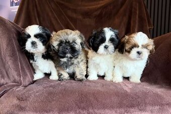 Shih tzu