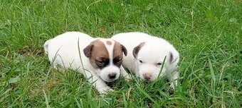 Jack Russell terrier