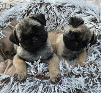 Mops
