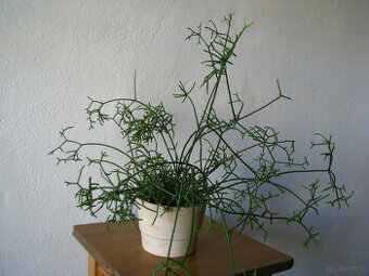 Patyczak Rhipsalis – piękna roślinka do mieszkania oranźerii