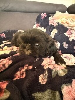 Shih tzu szukają domku