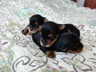 York pies pieski rasy Yorkshire terrier