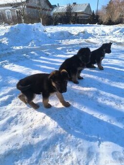 Owczarki Niemieckie szczeniaki