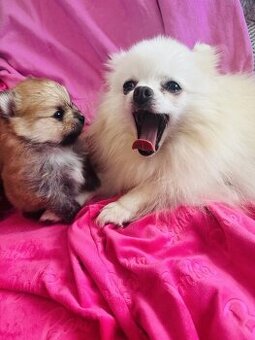 Pomeranian Miniaturowy