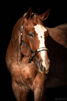 Připouštění QH hřebcem/Breeding by QH stallion (w. pleasure)