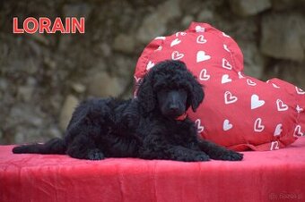 Poodle standard black