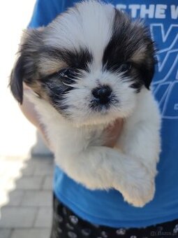 Suczka mieszanka (pekińczyk shih-tzu)