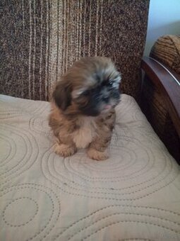 Piesek Shi tzu