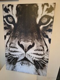 Obraz tygrys, druk w drewnianej ramie