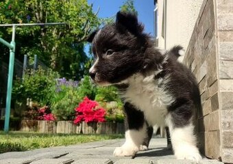 Pies Border Collie - Rasowy szczeniak z Hodowli, pełna dok.