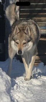 Czechosłowacki wilczak