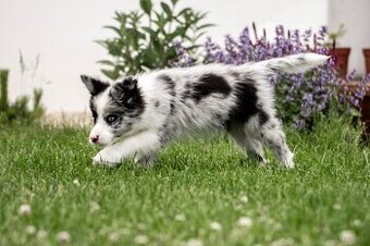 Border Collie szczenię piesek merle ZKwP FCI z metryki gotow