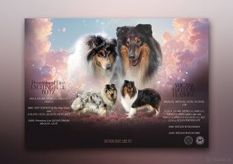 Owczarek Szkocki Długowłosy