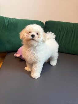 Bichon Frise, szczeniak. FCI