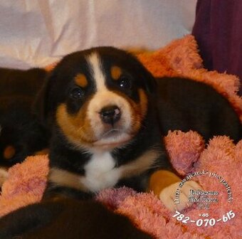 Mamy szczeniaki Duży Szwajcarski Pies Pasterski szczeniak