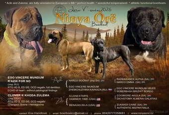 Boerboel FCI rodowod