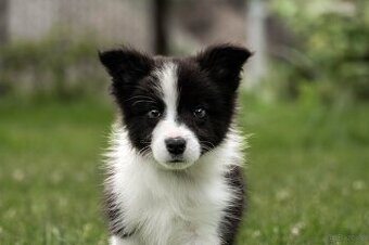 Border Collie szczenię piesek ZKwP FCI z metryki gotowy do o