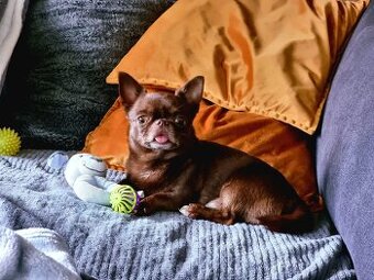 Piesek Chihuahua