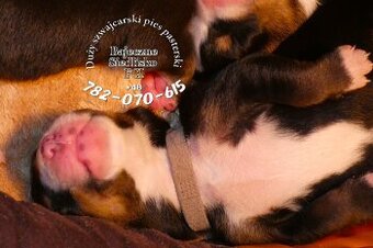 Duży Szwajcarski Pies Pasterski hodowla szczeniak szczeniaki