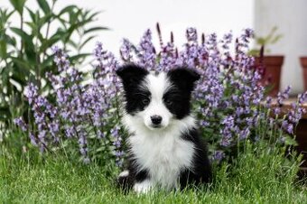 Border collie suczka czarno-biała ZKwP FCI z metryki szczeni