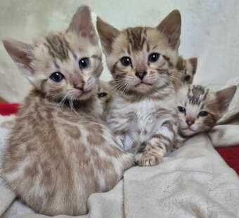 Bengals koty