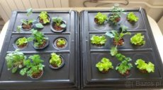 Zestaw do uprawy hydroponicznej