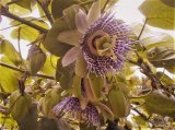 Passiflora ligularis słodka marakuja 35cm+gratis