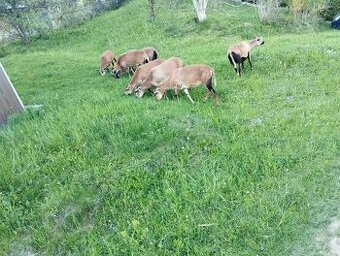 Owce kameruńskie