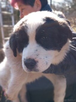 Owczarek środkowoazjatycki