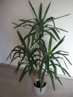 Juka – piękny, zdrowy, duży kwiat doniczkowy,  3-pienny, 1,6