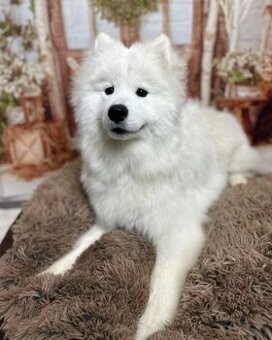 Oddam Samoyeda w dobre ręce