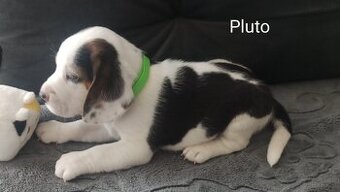 Beagle