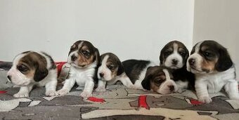 Beagle tricolor ZKwP
