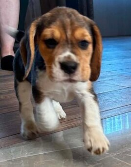 Beagle tricolor ZKwP