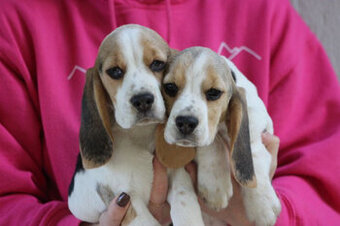 Beagle - szczeniaczki ZKwP po Championie PL.