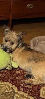 Oddam w dobre ręce-uroczy 6 miesięczny piesek