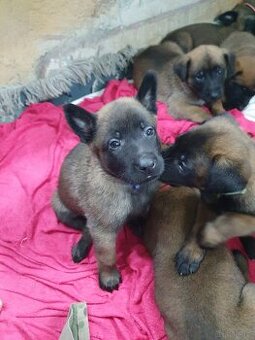 Owczarki belgijskie Malinois