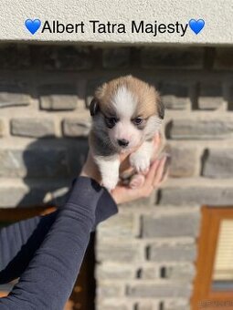 Szczenięta Welsh Corgi Pembroke - Tatra Majesty
