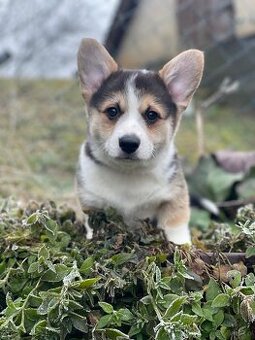 Alf Tatra Majesty-  Welsh Corgi Pembroke