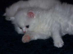 Urocze kocięta perskie dostępne do adopcji.