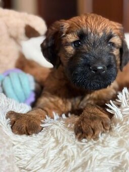 Briard  szczeniak suczki