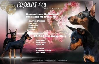 Pinczer miniaturowy FCI